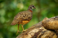 Koroptev sabazska - Tropicoperdix graydoni - Sabah Partridge o1818